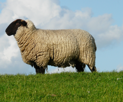 Закарпатські вівчарі приваблюють туристів вівцями