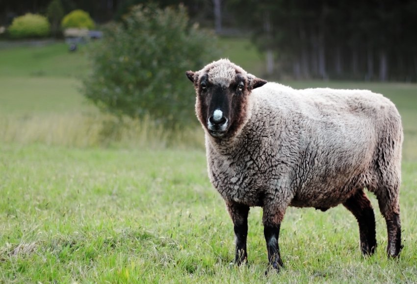 Закарпатські вівчарі приваблюють туристів вівцями
