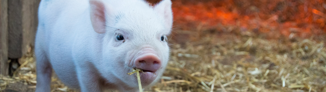 На Закарпатті посилили контроль за переміщенням свиней і свинопродукции