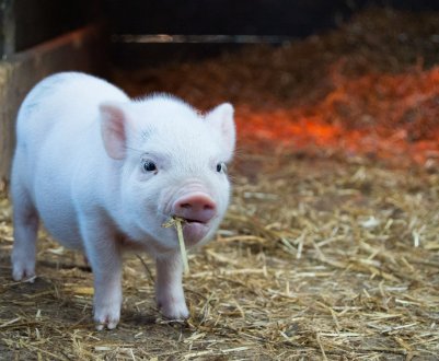 На Закарпатті посилили контроль за переміщенням свиней і свинопродукции