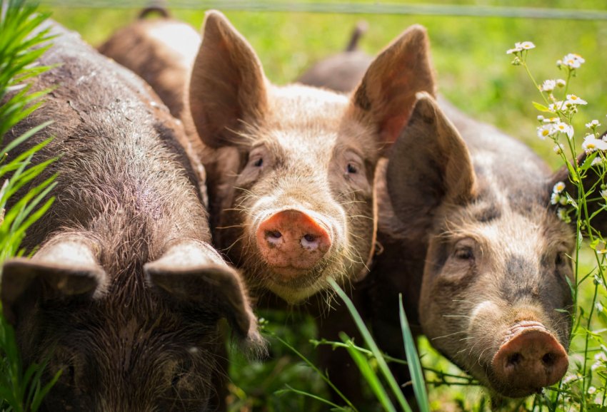 На Закарпатті посилили контроль за переміщенням свиней і свинопродукции