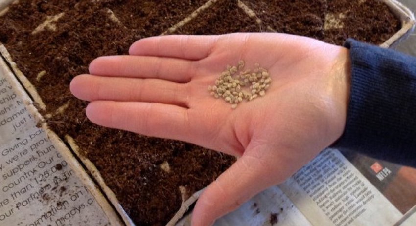 Посів насіння томатів на розсаду Посів насіння томатів на розсаду