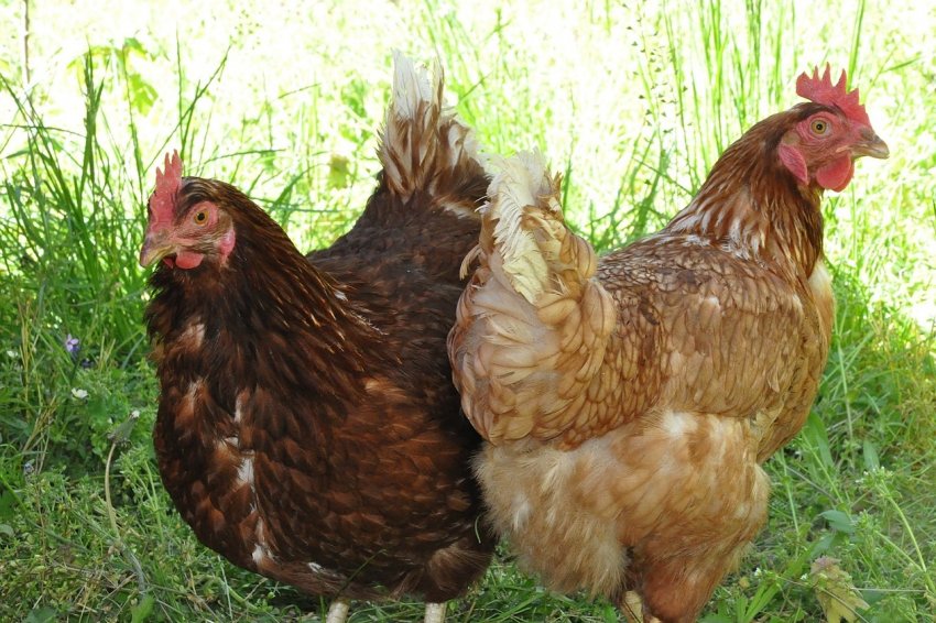 птахофабрика Нова запущена на Волині