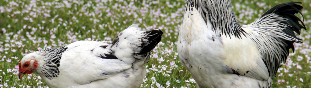 Нова птахофабрика запущена на Волині