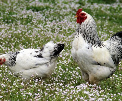 Нова птахофабрика запущена на Волині