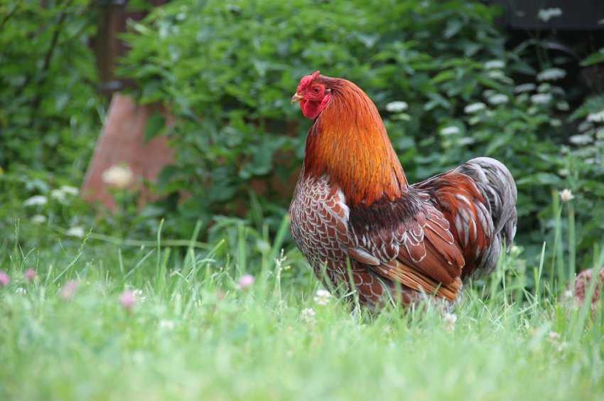 птахофабрика Нова запущена на Волині