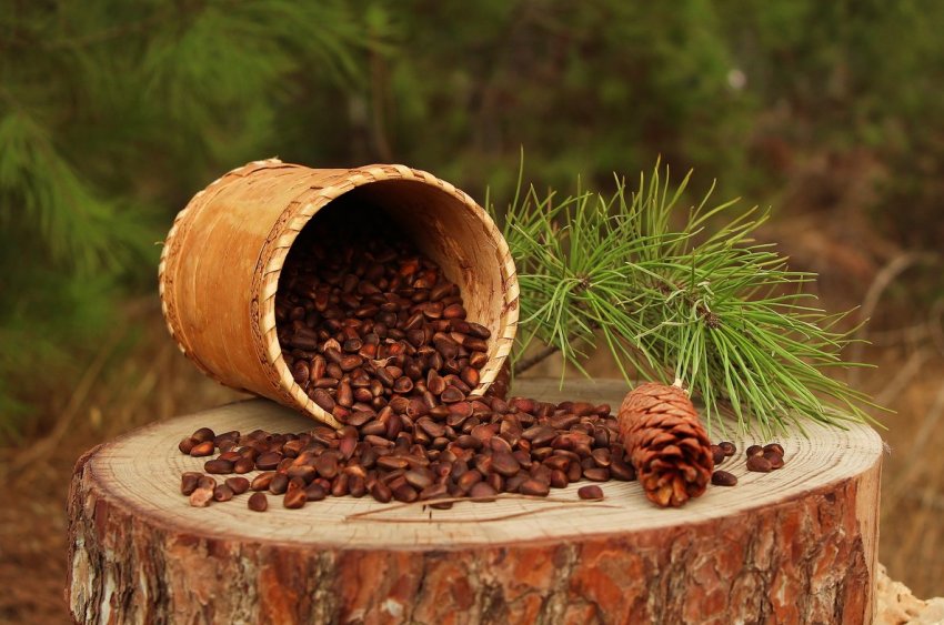 Масовий збір кедрового врожаю дасть сибірякам можливість провести час у лісі Масовий збір кедрового врожаю дасть сибірякам можливість провести час у лісі