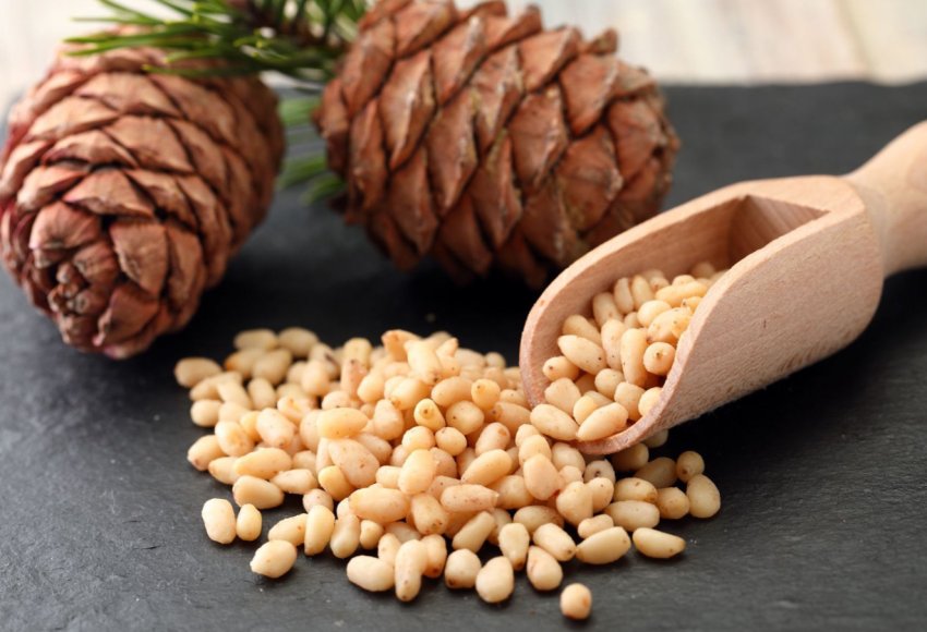 Масовий збір кедрового врожаю дасть сибірякам можливість провести час у лісі Масовий збір кедрового врожаю дасть сибірякам можливість провести час у лісі