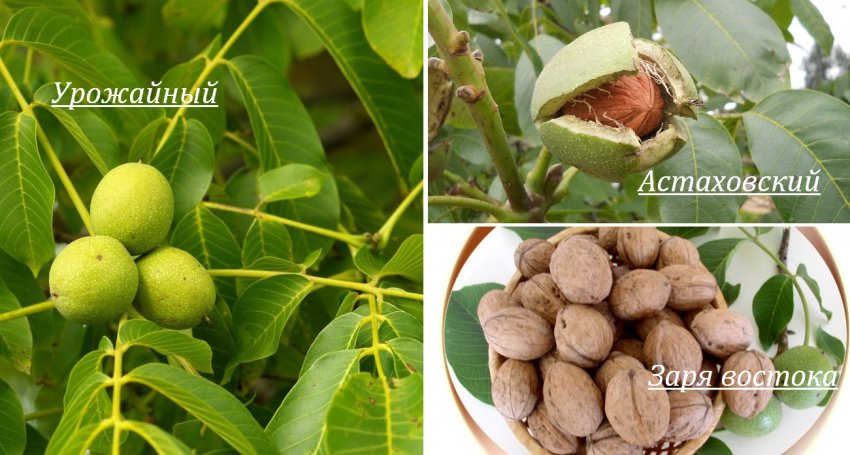 Сорти волоських горіхів для середньої смуги Росії