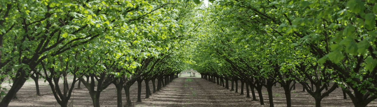Як виростити фундук в Сибіру