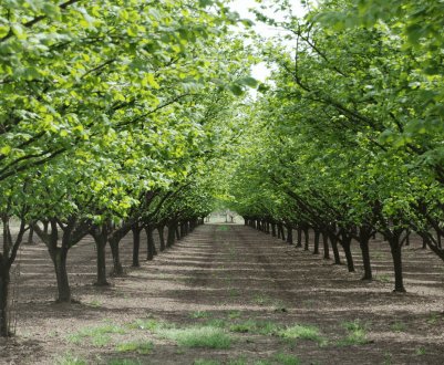 Як виростити фундук в Сибіру