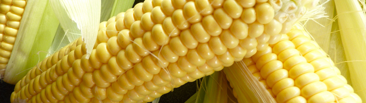 Дощі на приморських просторах ускладнили життя кукурудзі, сої та овочів