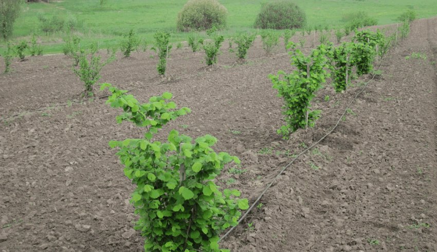 Вирощування фундука