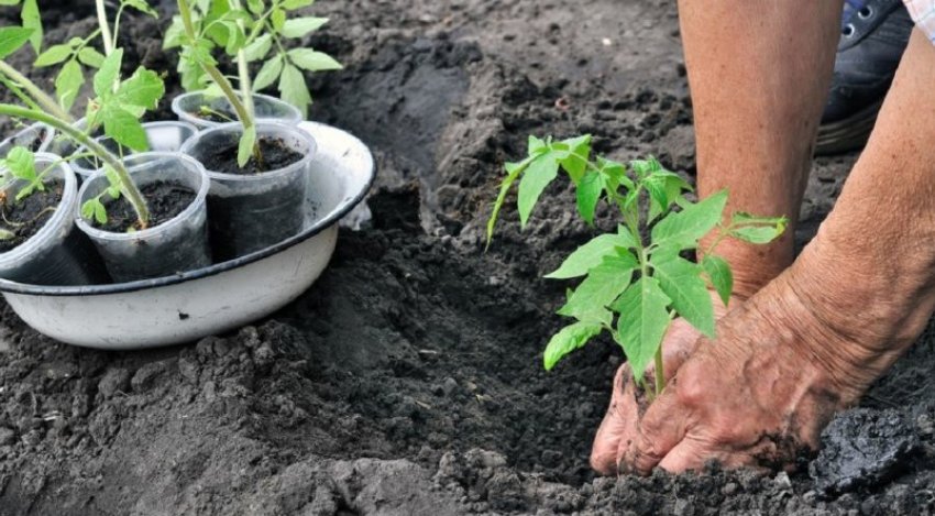 Висадка розсади томатів Висадка розсади томатів