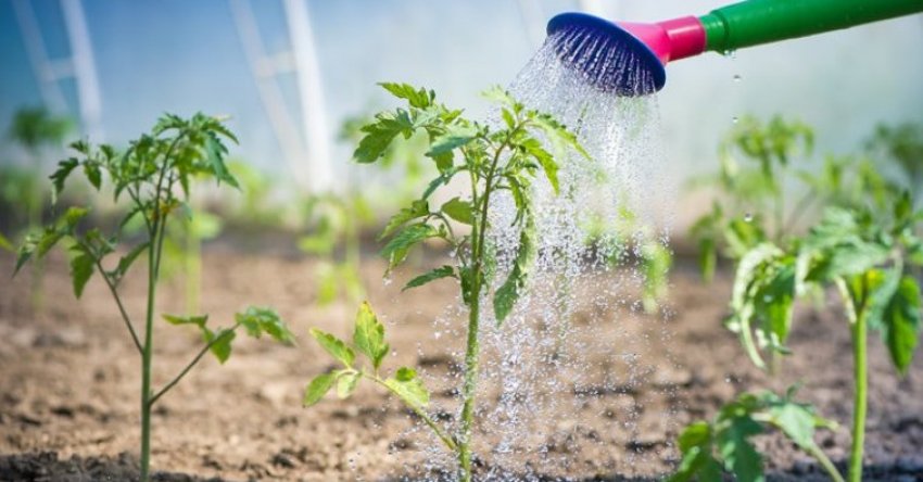 Полив томатів Полив томатів