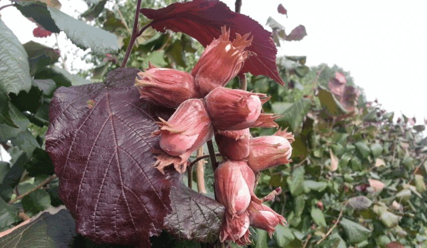 Фундук Аліда