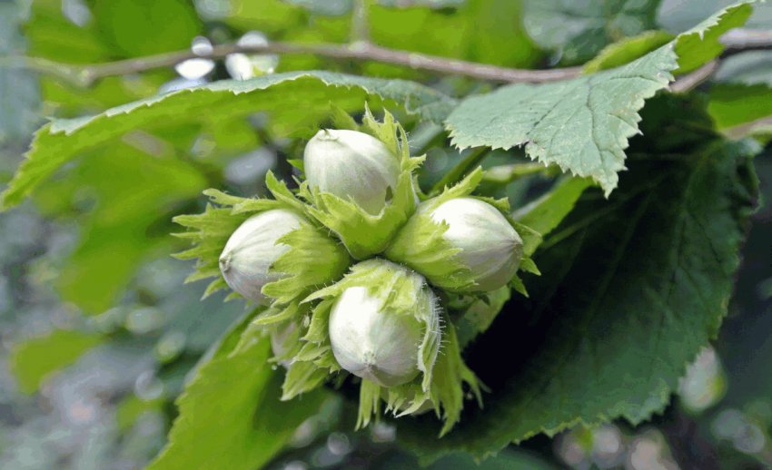 Бійський зеленолистный фундук