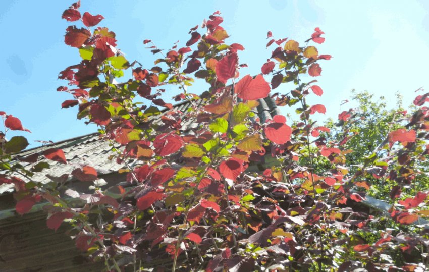 Бійський червонолистий фундук