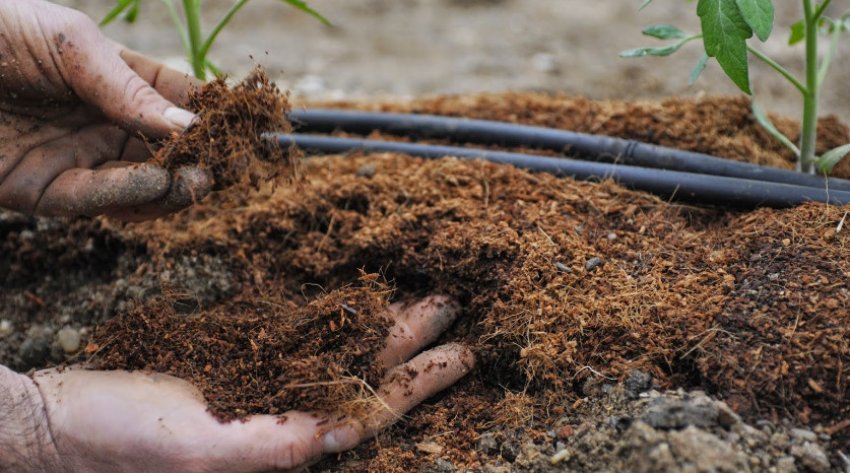 Підживлення томатів Підживлення томатів
