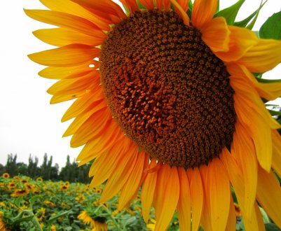 У Херсонській області полягло до 90% соняшнику