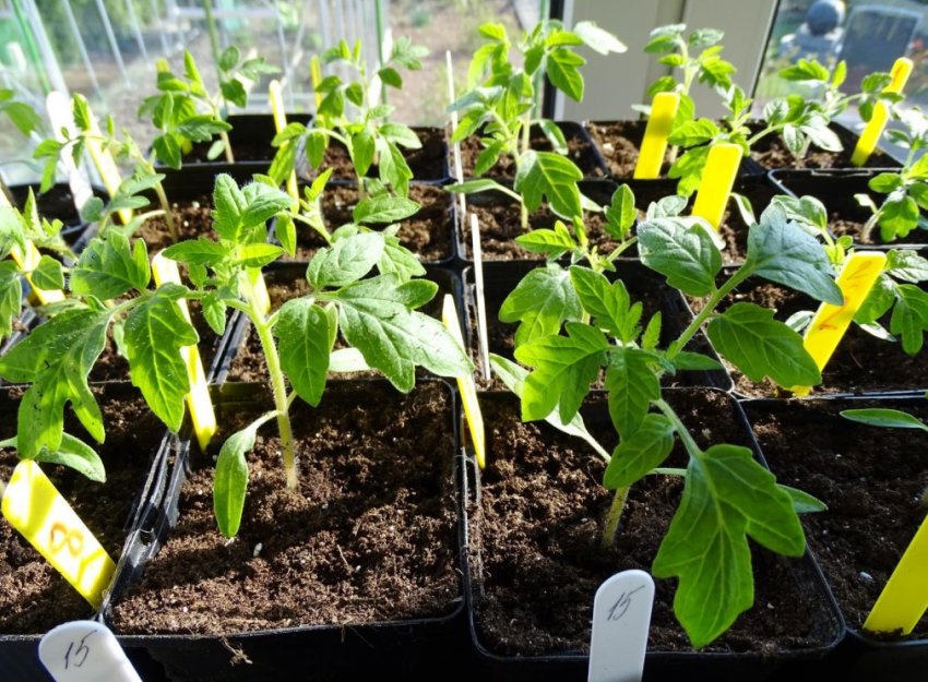 Загартовування розсади Загартовування розсади