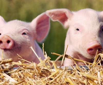 За рік у Китаї стало в три рази менше свиней