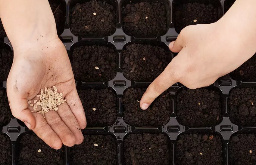 Посів насіння Посів насіння