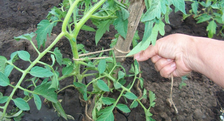 Підв'язка помідор до опори Підв'язка помідор до опори