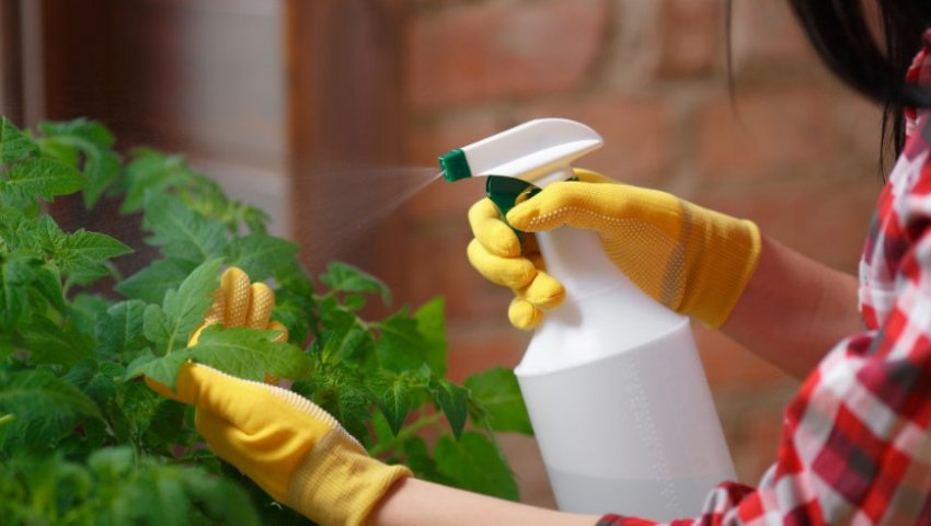 Обробка томатів Обробка томатів