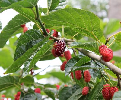 Шовковиця рожева Смоленська: опис і особливості сорту