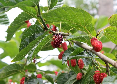 Шовковиця рожева Смоленська: опис і особливості сорту