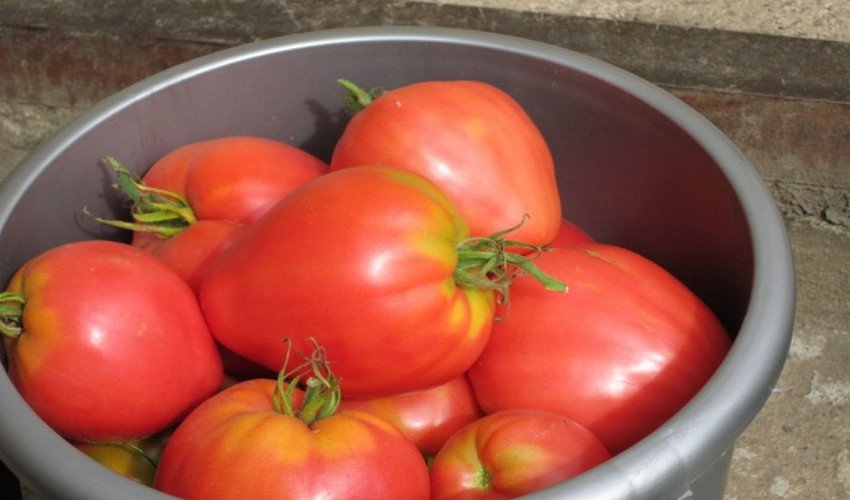 Томат Мазаріні Томат Мазаріні