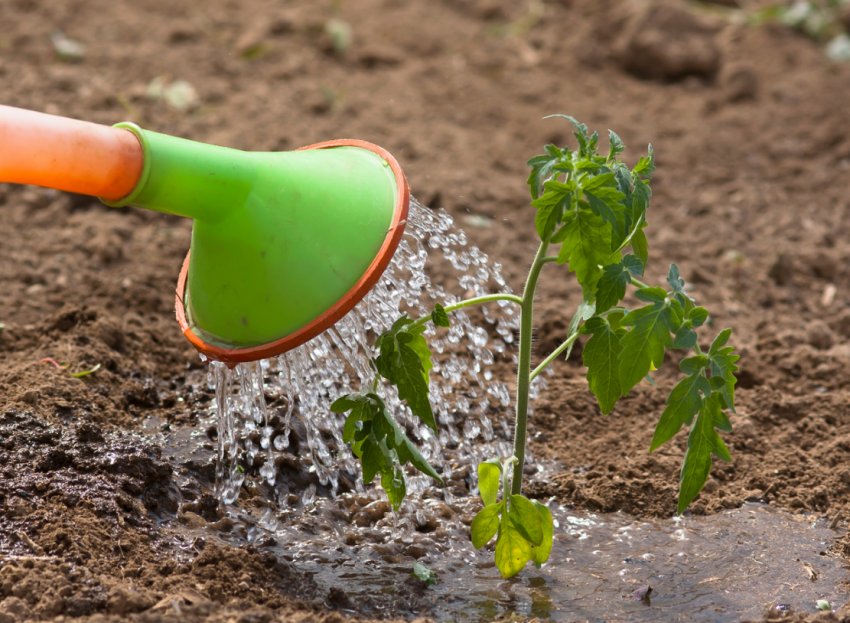 Полив Полив