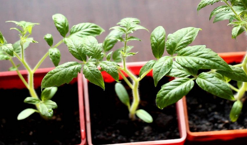 Розсада томатів Розсада томатів