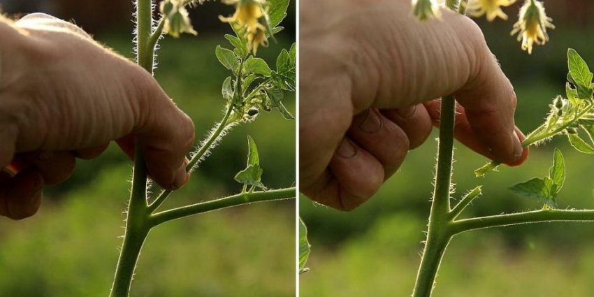Пасинкування Пасинкування