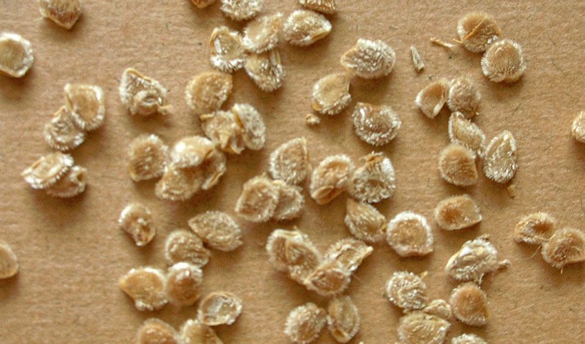 Насіння томатів Насіння томатів