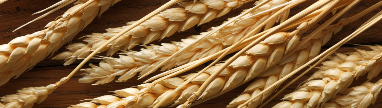 Фермерське господарство Запорізької області віддає перевагу вітчизняні сорти пшениці