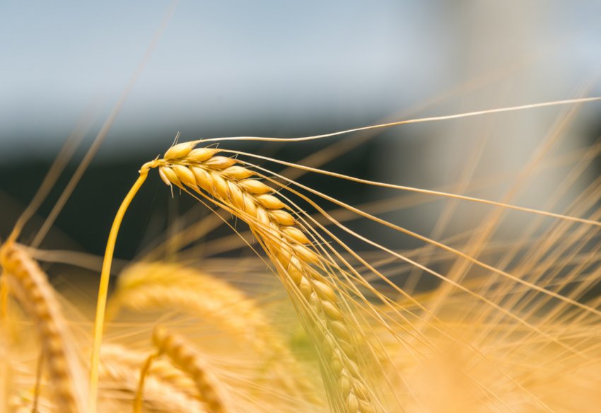 Фермерське господарство Запорізької області віддає перевагу вітчизняні сорти пшениці