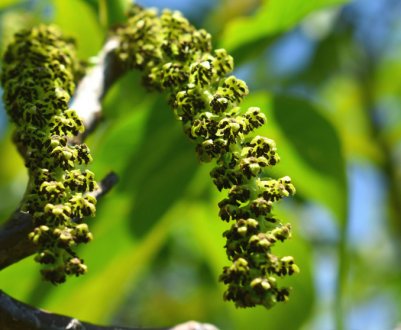 Цвітіння волоського горіха