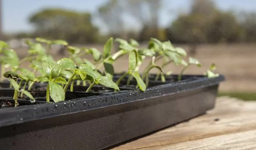 Загартовування розсади Загартовування розсади