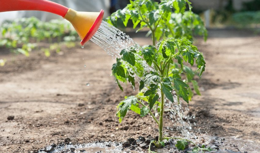 Полив томатів Полив томатів