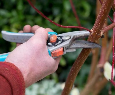 Формування і обрізка шовковиці