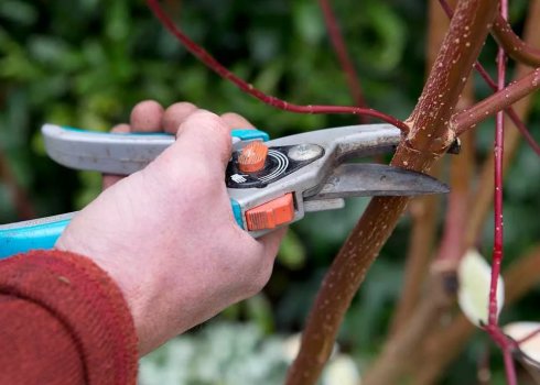 Формування і обрізка шовковиці