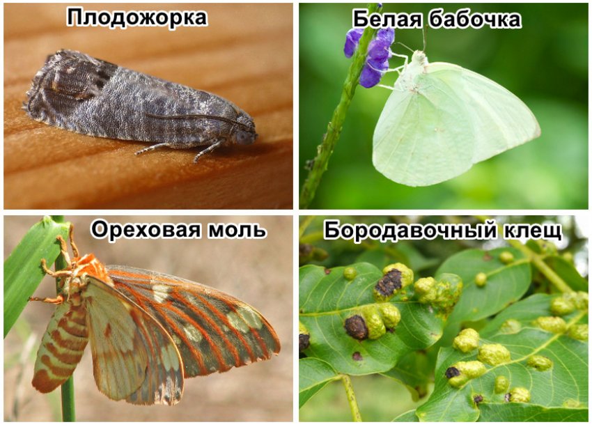 Шкідники волоського горіха Шкідники волоського горіха