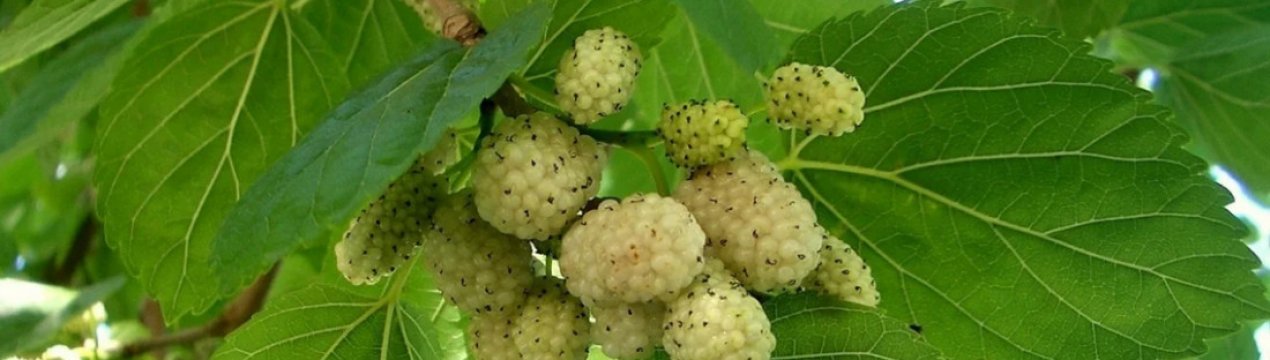 Опис і особливості сорту шовковиці білої Медової