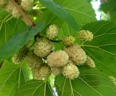 Опис і особливості сорту шовковиці білої Медової