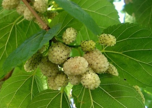 Опис і особливості сорту шовковиці білої Медової