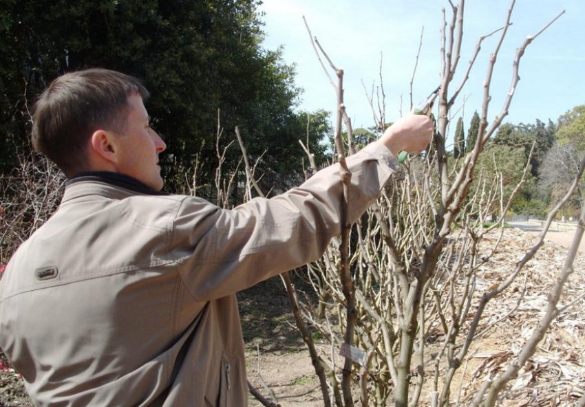 Обрізка шовковиці Обрізка шовковиці