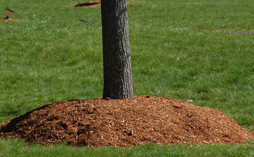 Мульчування грунту навколо дерева Мульчування грунту навколо дерева