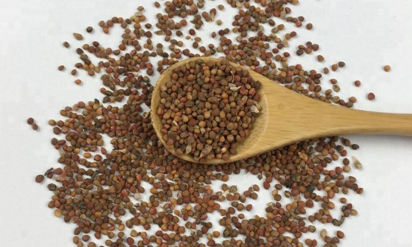 Насіння шовковиці Насіння шовковиці